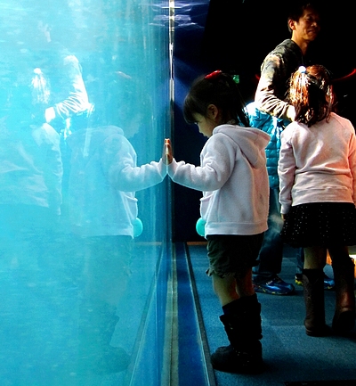 Mammal Watching Mammals.  Little girl before the dolphin tanks at the Osaka Kaiyukan Aquarium.