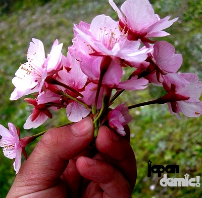 a nosegay (or straight, I don't judge).  sakura blossoms bouquet in the hand.