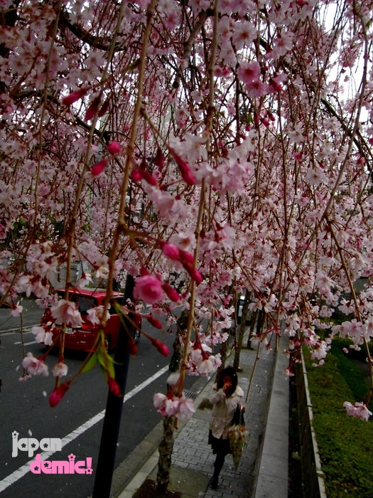 Kyoto woman walks through tunnel of sakura after work.