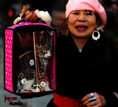 kitty-in-bag400